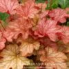 #1 Heuchera X Paprika/ Coral Bells -ANZ Trees Shop 1 heuchera x paprika coral bells