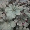 #1 Heuchera X PW Primo 'Black Pearl'/ Coral Bells 1 #1 Heuchera X PW Primo 'Black Pearl'/ Coral Bells -ANZ Trees Shop 1 heuchera x pw primo black pearl coral bells