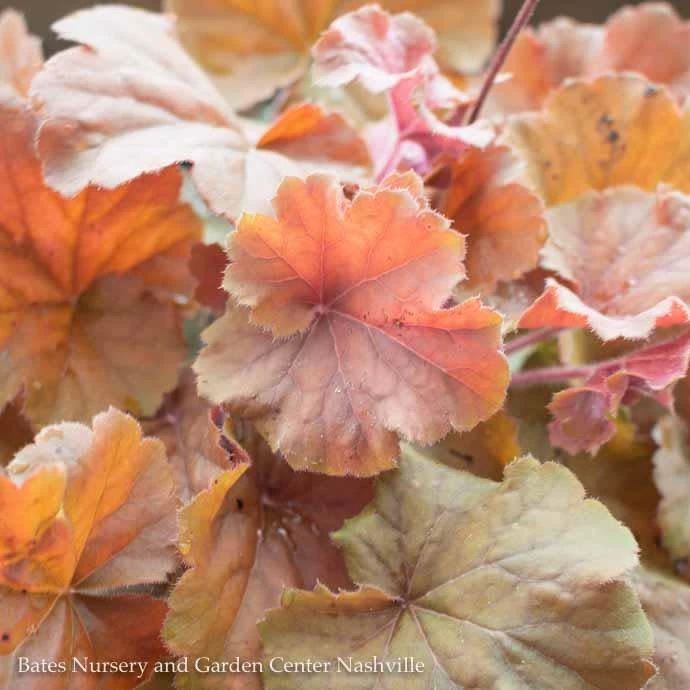 #1 Heuchera X Rich Northern Exposure 'Amber'/ Coral Bells 3 #1 Heuchera X Rich Northern Exposure 'Amber'/ Coral Bells