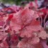 #1 Heuchera X Rich Northern Exposure 'Red'/ Coral Bells -ANZ Trees Shop 1 heuchera x rich northern exposure red coral bell