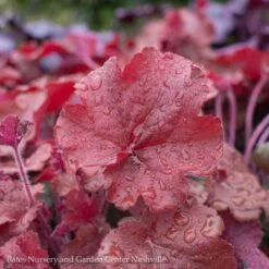 #1 Heuchera X Rich Northern Exposure 'Red'/ Coral Bells