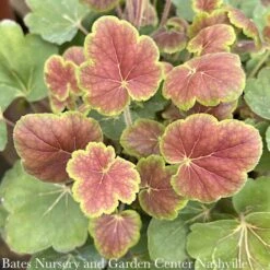 #1 Heuchera X Rich Northern Exposure 'Sienna'/ Coral Bells