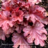 #1 Heuchera X Ruby Tuesday/ Coral Bells 1 #1 Heuchera X Ruby Tuesday/ Coral Bells -ANZ Trees Shop 1 heuchera x ruby tuesday coral bells
