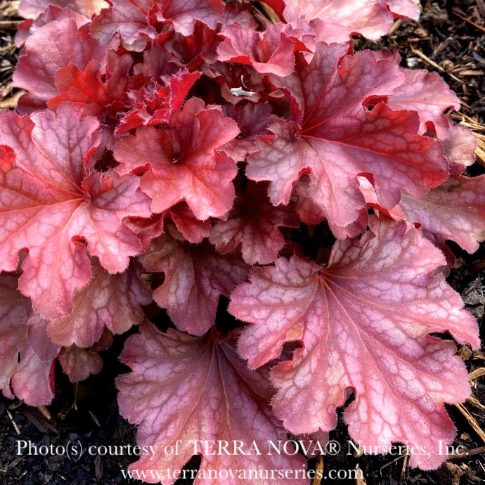 #1 Heuchera X Ruby Tuesday/ Coral Bells 3 #1 Heuchera X Ruby Tuesday/ Coral Bells