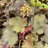 #1 Heuchera X Sirens' Song 'Orange Delight'/ Coral Bells -ANZ Trees Shop 1 heuchera x sirens song orange delight coral bell