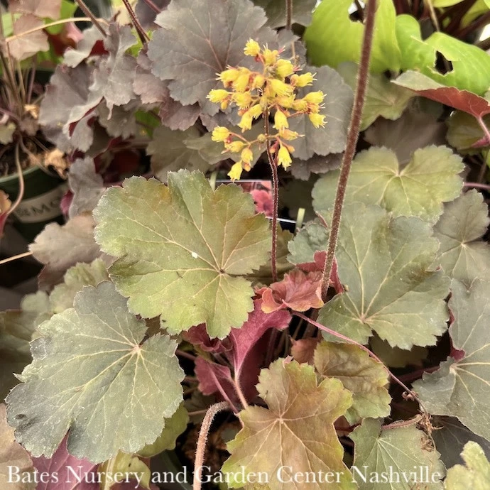#1 Heuchera X Sirens' Song 'Orange Delight'/ Coral Bells 3 #1 Heuchera X Sirens' Song 'Orange Delight'/ Coral Bells