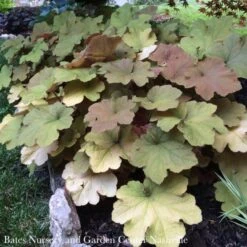 #1 Heuchera X Vill Caramel/ Coral Bells 5 #1 Heuchera X Vill Caramel/ Coral Bells -ANZ Trees Shop 1 heuchera x vill caramel coral bells 1