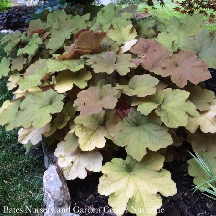 #1 Heuchera X Vill Caramel/ Coral Bells 4 #1 Heuchera X Vill Caramel/ Coral Bells - Image 2