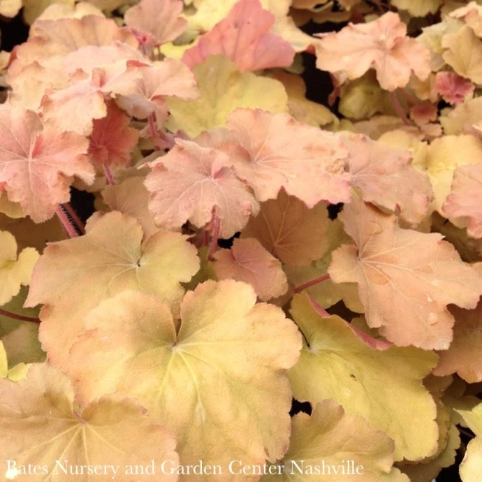 #1 Heuchera X Vill Caramel/ Coral Bells 3 #1 Heuchera X Vill Caramel/ Coral Bells