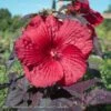 #1 Hibiscus X PW Summerific 'Holy Grail'/ Deep Scarlet Red Hardy 1 #1 Hibiscus X PW Summerific 'Holy Grail'/ Deep Scarlet Red Hardy -ANZ Trees Shop 1 hibiscus x pw summerific holy grail deep scarlet