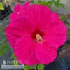#1 Hibiscus X Summer In Paradise/ Pink Hardy -ANZ Trees Shop 1 hibiscus x summer in paradise pink hardy