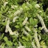 #1 Itea Virginica Henry's Garnet/ Virginia Sweetspire Native (TN)