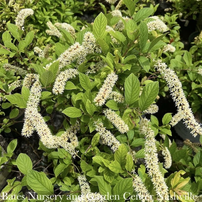 #1 Itea Virginica Henry's Garnet/ Virginia Sweetspire Native (TN) 3 #1 Itea Virginica Henry's Garnet/ Virginia Sweetspire Native (TN)