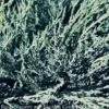 #1 Juniperus Virg Grey Guardian/ Spreading Juniper Native (TN) -ANZ Trees Shop 1 juniperus virg grey guardian spreading juniper n