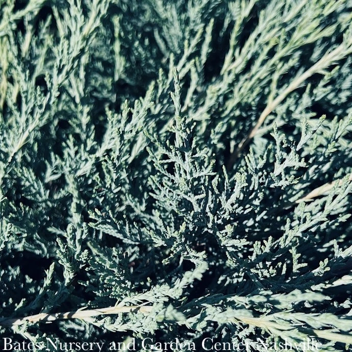 #1 Juniperus Virg Grey Guardian/ Spreading Juniper Native (TN) 3 #1 Juniperus Virg Grey Guardian/ Spreading Juniper Native (TN)