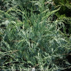 #1 Juniperus Virg Grey Owl/ Spreading Juniper Native (TN)