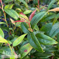 #1 Leucothoe Axillaris/ Coastal Native (R) 9 #1 Leucothoe Axillaris/ Coastal Native (R) -ANZ Trees Shop 1 leucothoe axillaris coastal native r 3
