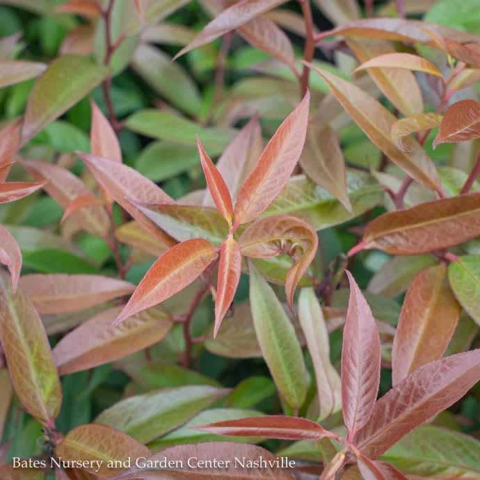 #1 Leucothoe Axillaris Rejoyce/CoastalNative (R) 4 #1 Leucothoe Axillaris Rejoyce/CoastalNative (R) - Image 2