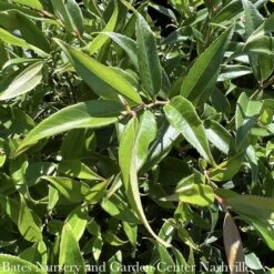 #1 Leucothoe Axillaris Rejoyce/CoastalNative (R) 7 #1 Leucothoe Axillaris Rejoyce/CoastalNative (R) -ANZ Trees Shop 1 leucothoe axillaris rejoyce coastal native r 2