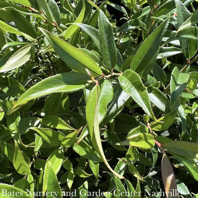 #1 Leucothoe Axillaris Rejoyce/CoastalNative (R) 5 #1 Leucothoe Axillaris Rejoyce/CoastalNative (R) - Image 3