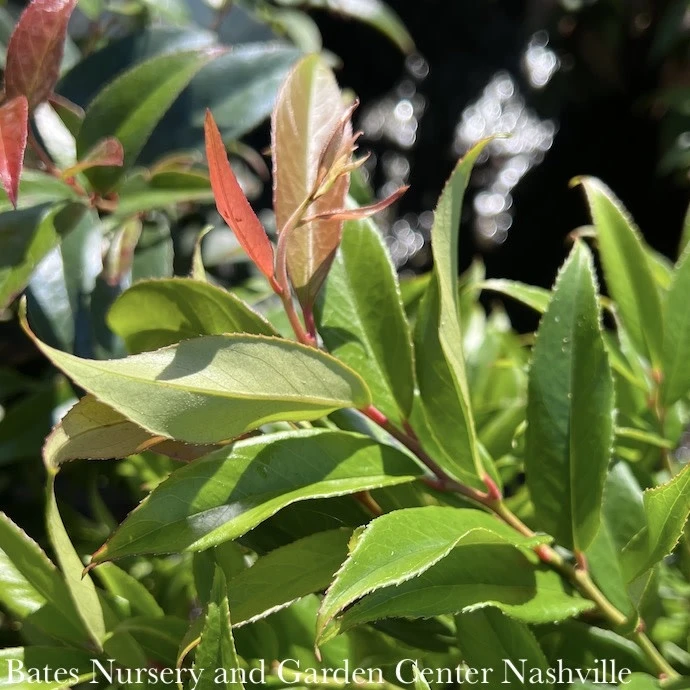 #1 Leucothoe Axillaris Rejoyce/CoastalNative (R) 3 #1 Leucothoe Axillaris Rejoyce/CoastalNative (R)