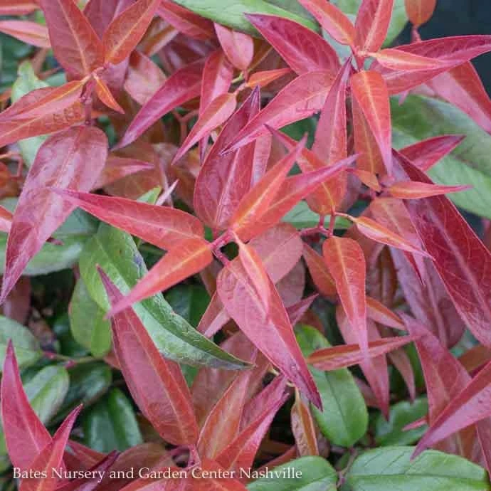 #1 Leucothoe Fontanesiana Scarletta/ Drooping Native (TN) 3 #1 Leucothoe Fontanesiana Scarletta/ Drooping Native (TN)