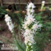 #1 Liatris Spica Floristan Weiss/ White Gayfeather, Blazing Star Native (TN)