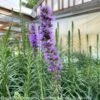 #1 Liatris Spica / Gayfeather, Blazing Star Native (TN) 2 #1 Liatris Spica / Gayfeather, Blazing Star Native (TN) -ANZ Trees Shop 1 liatris spica gayfeather blazing star native tn