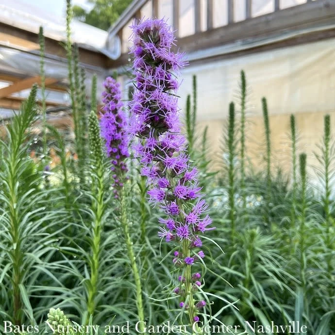 #1 Liatris Spica / Gayfeather, Blazing Star Native (TN) 3 #1 Liatris Spica / Gayfeather, Blazing Star Native (TN)