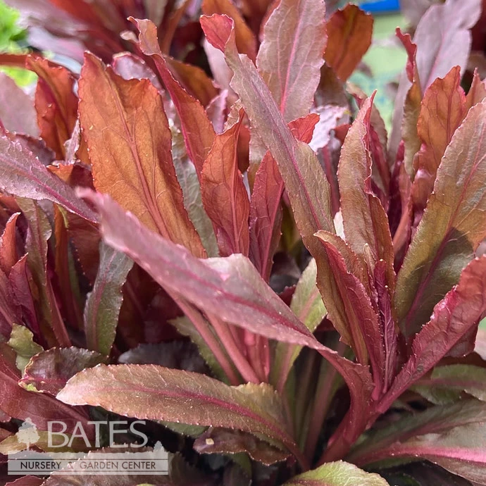 #1 Lobelia Card Black Truffle/ Cardinal Flower Native (TN) 4 #1 Lobelia Card Black Truffle/ Cardinal Flower Native (TN) - Image 2