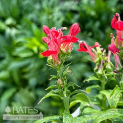 #1 Lobelia Cardinalis/ Red Cardinal Flower Native (TN) 5 #1 Lobelia Cardinalis/ Red Cardinal Flower Native (TN) -ANZ Trees Shop 1 lobelia cardinalis red cardinal flower native tn 1