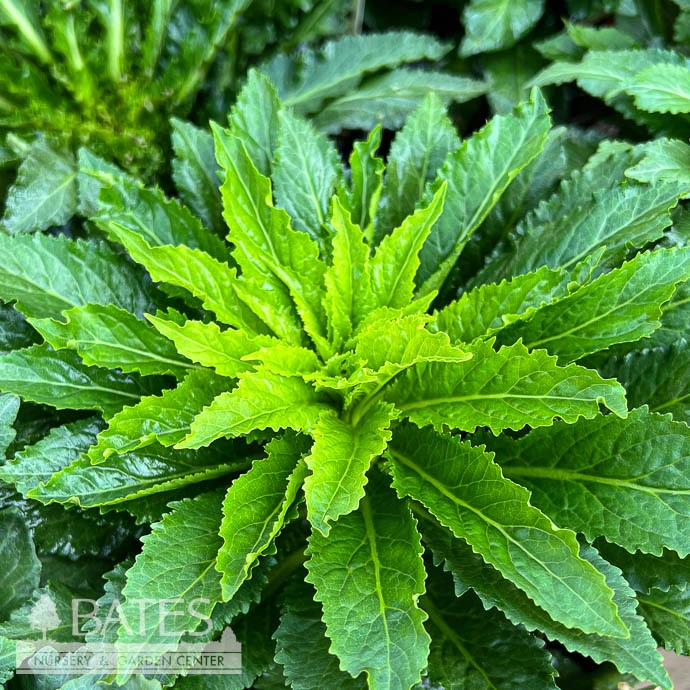 #1 Lobelia Cardinalis/ Red Cardinal Flower Native (TN) 3 #1 Lobelia Cardinalis/ Red Cardinal Flower Native (TN)