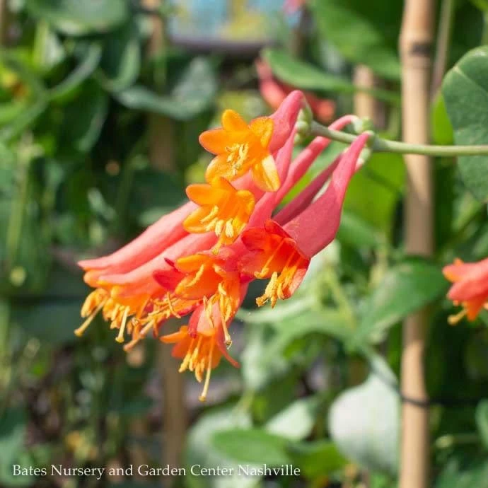#1 Lonicera Semp Major Wheeler/ Red Coral Honeysuckle Native (TN) 4 #1 Lonicera Semp Major Wheeler/ Red Coral Honeysuckle Native (TN) - Image 2