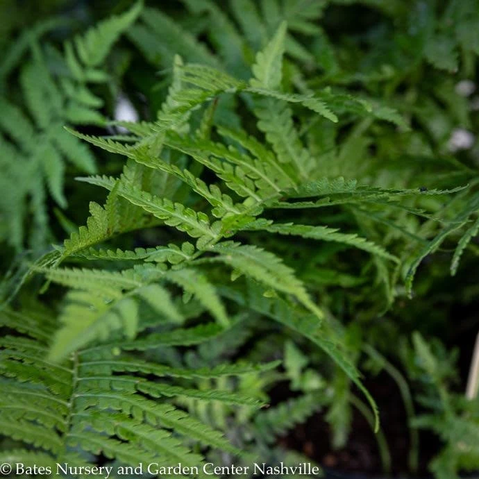 #1 Matteuccia Struthiopteris/ Ostrich FernNative (R) 3 #1 Matteuccia Struthiopteris/ Ostrich FernNative (R)