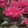 #1 Monarda Did PW Pardon My Cerise/ Dark Pink Beebalm Native (TN) 1 #1 Monarda Did PW Pardon My Cerise/ Dark Pink Beebalm Native (TN) -ANZ Trees Shop 1 monarda did pw pardon my cerise dark pink beebal