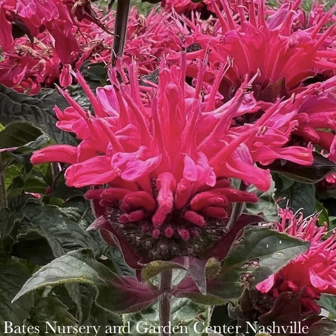 #1 Monarda Did PW Pardon My Cerise/ Dark Pink Beebalm Native (TN) 3 #1 Monarda Did PW Pardon My Cerise/ Dark Pink Beebalm Native (TN)