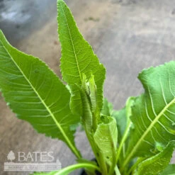 #1 Parthenium Integrifolium/ Wild Quinine, American Feverfew Native (TN) 6 #1 Parthenium Integrifolium/ Wild Quinine, American Feverfew Native (TN) -ANZ Trees Shop 1 parthenium integrifolium wild quinine american f 1