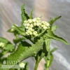 #1 Parthenium Integrifolium/ Wild Quinine, American Feverfew Native (TN)