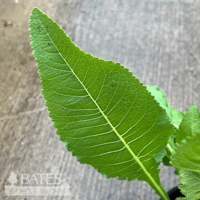 #1 Parthenium Integrifolium/ Wild Quinine, American Feverfew Native (TN) 5 #1 Parthenium Integrifolium/ Wild Quinine, American Feverfew Native (TN) - Image 3