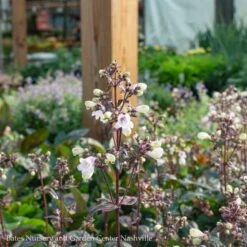 #1 Penstemon Dig Blackbeard/ Beardtongue Native (TN) -ANZ Trees Shop 1 penstemon dig blackbeard beardtongue native tn 1