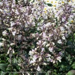 #1 Penstemon Dig Blackbeard/ Beardtongue Native (TN) -ANZ Trees Shop 1 penstemon dig blackbeard beardtongue native tn 2