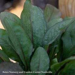 #1 Penstemon Dig Husker Red/ Beardtongue Native (TN) -ANZ Trees Shop 1 penstemon dig husker red beardtongue native tn 1