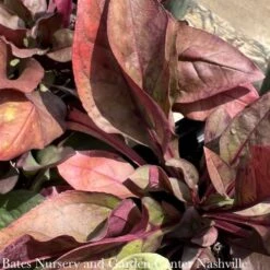 #1 Penstemon Dig Husker Red/ Beardtongue Native (TN) -ANZ Trees Shop 1 penstemon dig husker red beardtongue native tn 2