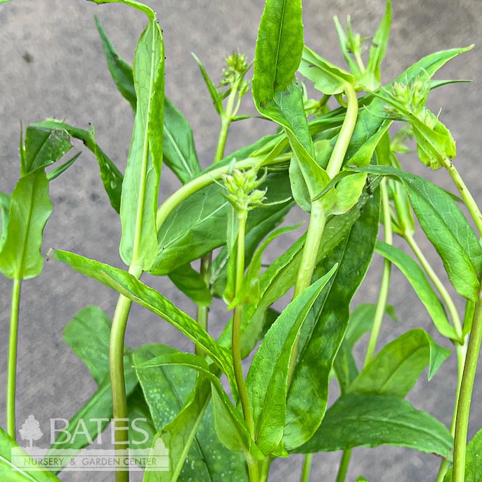 #1 Penstemon Digitalis/ Beardtongue Native (TN) 4 #1 Penstemon Digitalis/ Beardtongue Native (TN) - Image 2