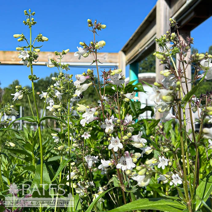 #1 Penstemon Digitalis/ Beardtongue Native (TN) 3 #1 Penstemon Digitalis/ Beardtongue Native (TN)