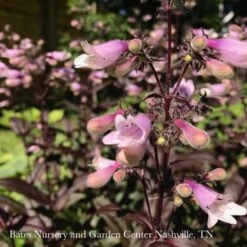 #1 Penstemon X Dark Towers/ Beardtongue -ANZ Trees Shop 1 penstemon x dark towers beardtongue 1