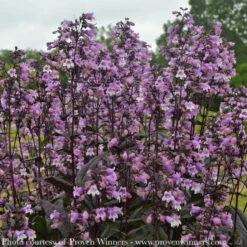 #1 Penstemon X PW Midnight Masquerade/ Beardtongue