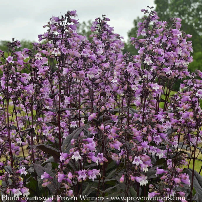 #1 Penstemon X PW Midnight Masquerade/ Beardtongue 3 #1 Penstemon X PW Midnight Masquerade/ Beardtongue