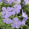 #1 Phlox Div AB Blue Moon/ Woodland Native (TN) 1 #1 Phlox Div AB Blue Moon/ Woodland Native (TN) -ANZ Trees Shop 1 phlox div ab blue moon woodland native tn