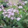 #1 Phlox Pan AB Jeana/ Pink Upright Garden Native (TN) -ANZ Trees Shop 1 phlox pan ab jeana pink upright garden native tn